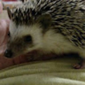 Meet your Posher, Tracey